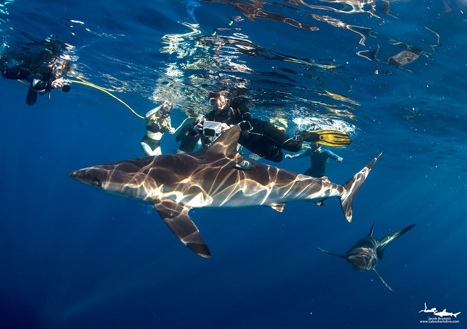 Cabo Shark Dive Trip Reviews, Photos & Special Rates Bluewater Dive